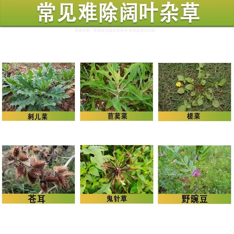 帆邦油胜30%二氯吡啶酸农用油菜田卷茎蓼鬼针草快速除草剂