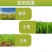 帆邦油胜30%二氯吡啶酸农用油菜田卷茎蓼鬼针草快速除草剂