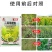 帆邦油胜30%二氯吡啶酸农用油菜田卷茎蓼鬼针草快速除草剂