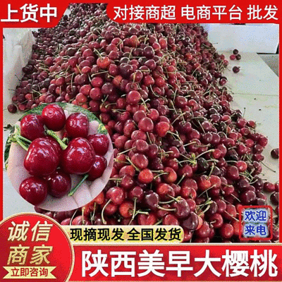 【美早樱桃】陕西樱桃新鲜采摘，齐早/布鲁克斯/红灯/先锋