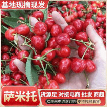 陕西萨米拖樱桃大量上市，个大色红硬度好口感甜新鲜采摘