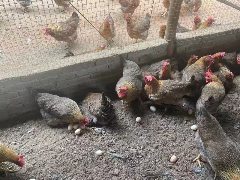 活鸡清远鸡基地直销量大质优价优欢迎咨询采购咨询
