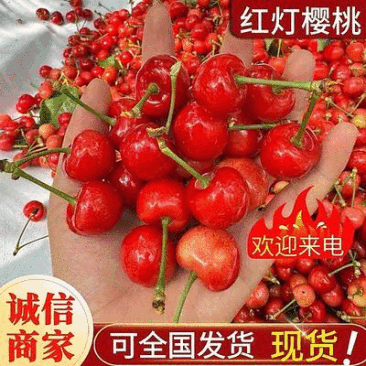 《红灯樱桃》陕西红灯大樱桃基地现摘/量大质优/全国发货