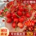 《红灯樱桃》陕西红灯大樱桃基地现摘/量大质优/全国发货