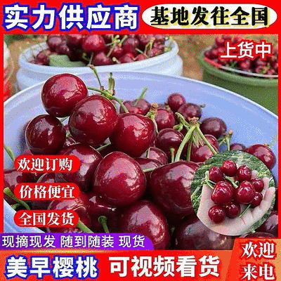 《美早樱桃》陕西樱桃/基地现摘现发/量大质优/全国发货