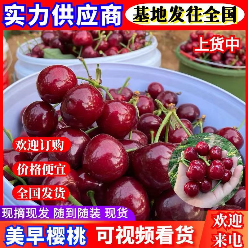 《美早樱桃》陕西樱桃/基地现摘现发/量大质优/全国发货