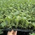 西瓜苗基地直供产量高糖度14品种优量大优惠
