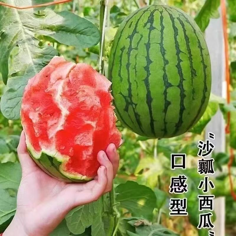 西瓜小吊瓜基地直发量大价优品质高口感甜欢迎电联
