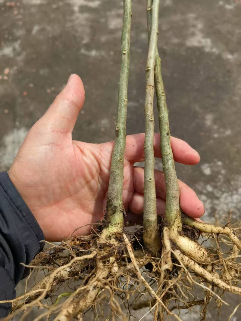 黄花倒水莲种苗货源充足规格齐全成活率高欢迎电话联系