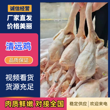 活鸡清远鸡基地直销量大质优价优欢迎咨询采购咨询