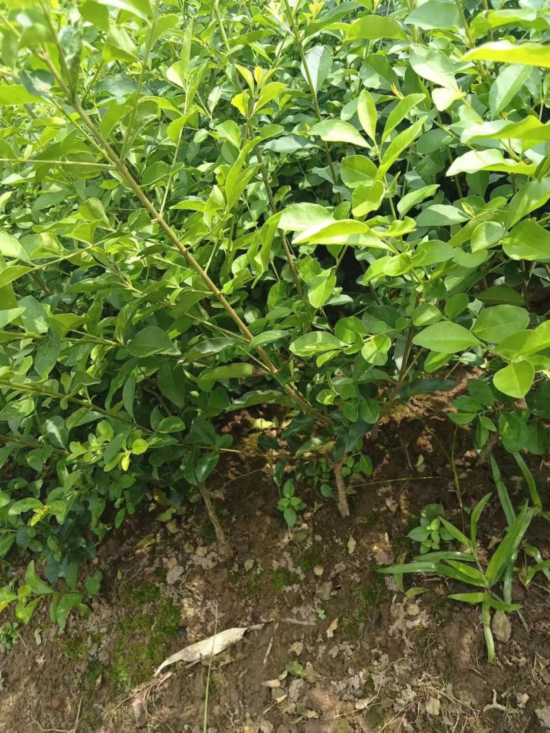 金叶水蜡绿化苗木产地直发货源充足价格优惠欢迎选购