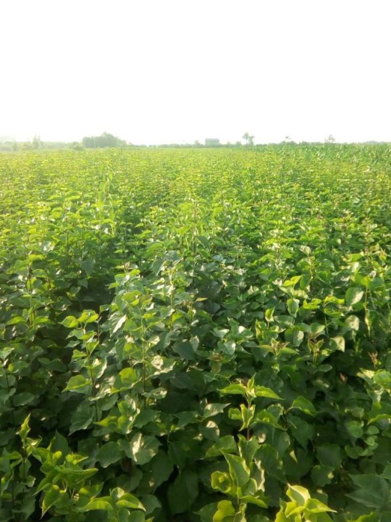 原产地发货紫丁香现挖现发产量充足价格优惠可视频看货