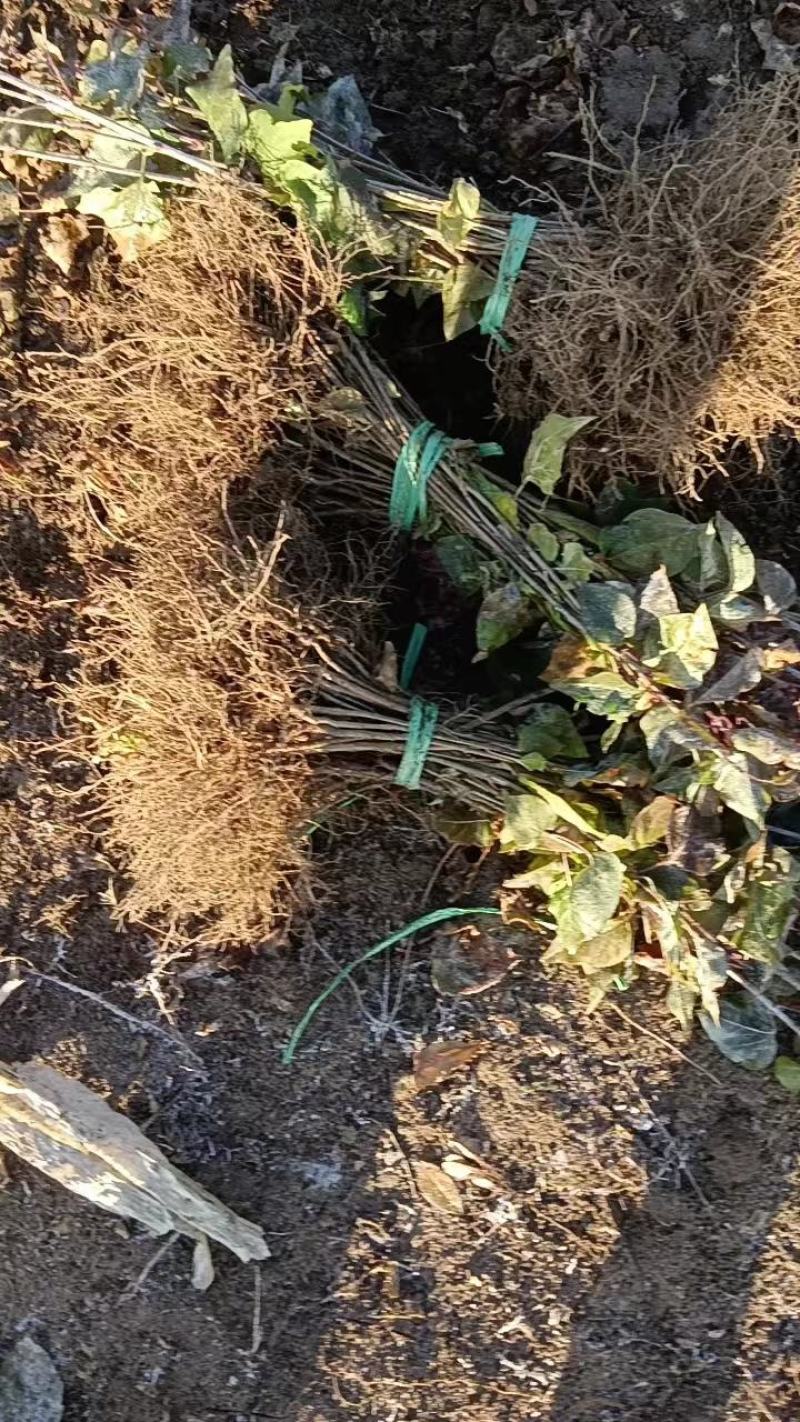原产地发货紫丁香现挖现发产量充足价格优惠可视频看货
