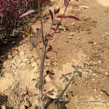 各种规格矮樱产地直发质量低质量保障提供技术可视频看货