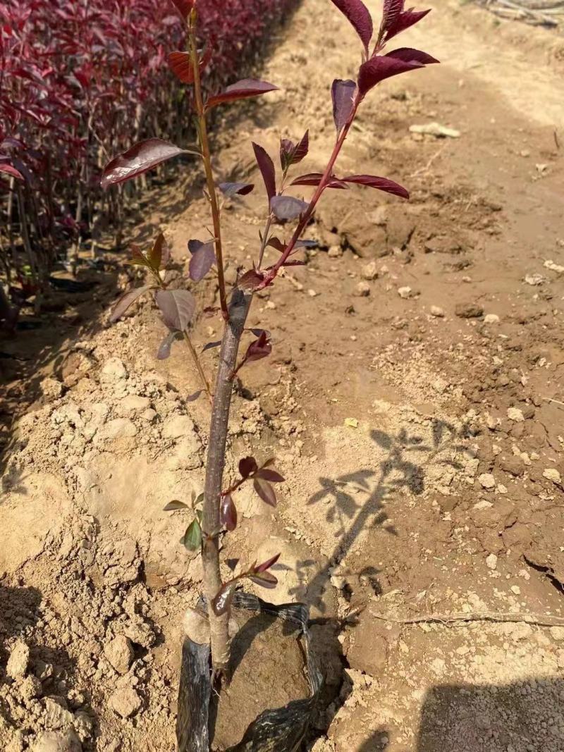 各种规格矮樱产地直发质量低质量保障提供技术可视频看货