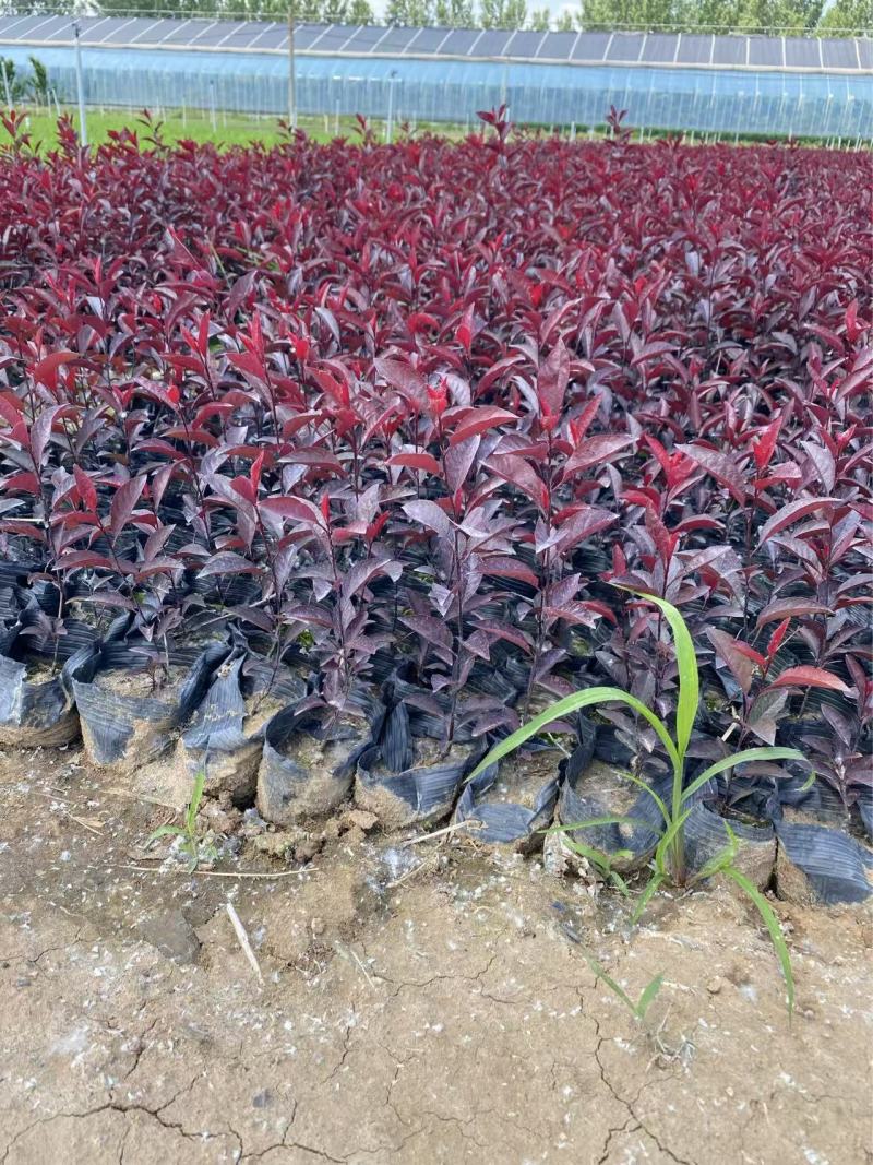 各种规格矮樱产地直发质量低质量保障提供技术可视频看货