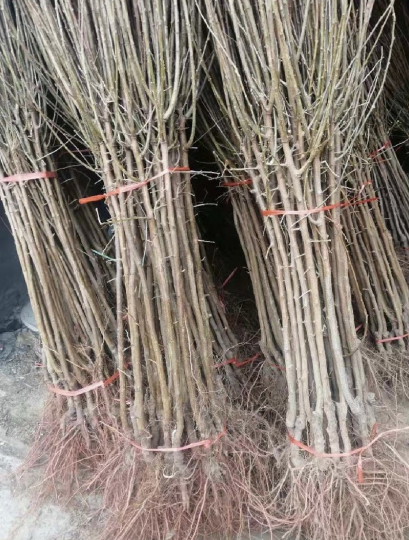 原产地5公分西梅苗货源充足价格优惠提供技术指导可视频看货