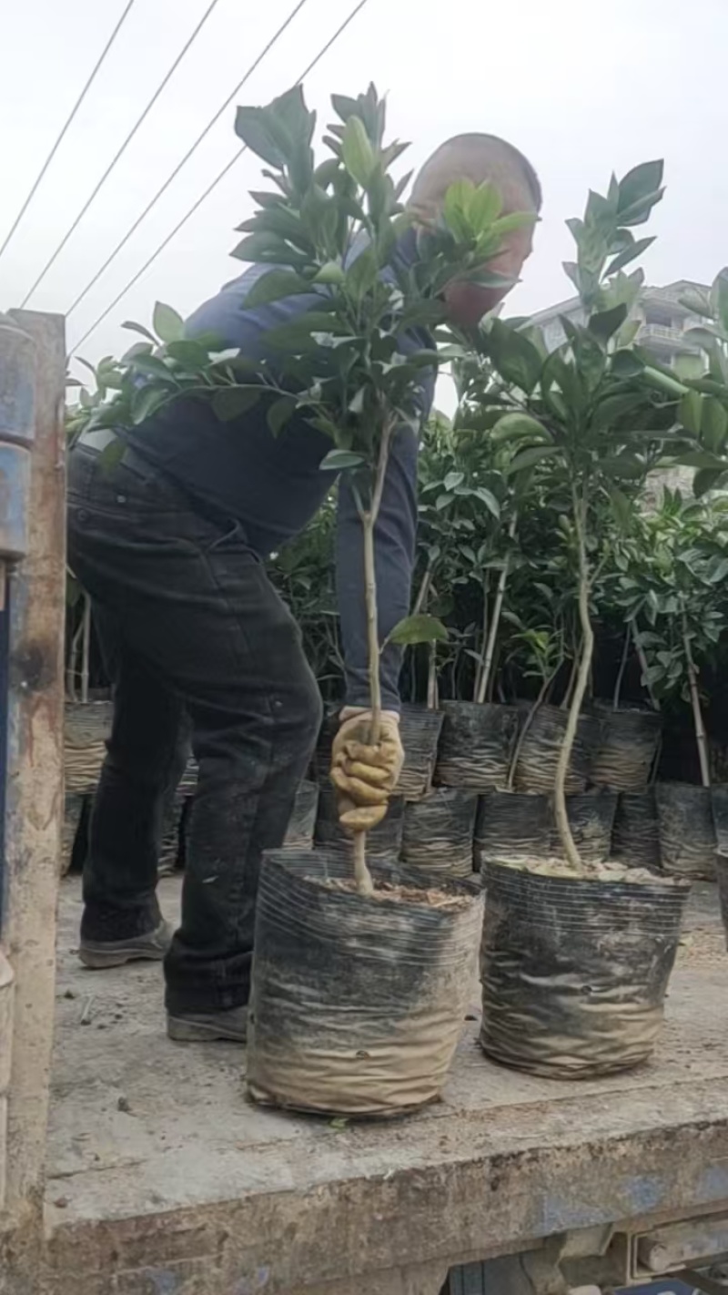 精选正宗赣南脐橙苗橙子苗多年育苗经验成活率高技术指导