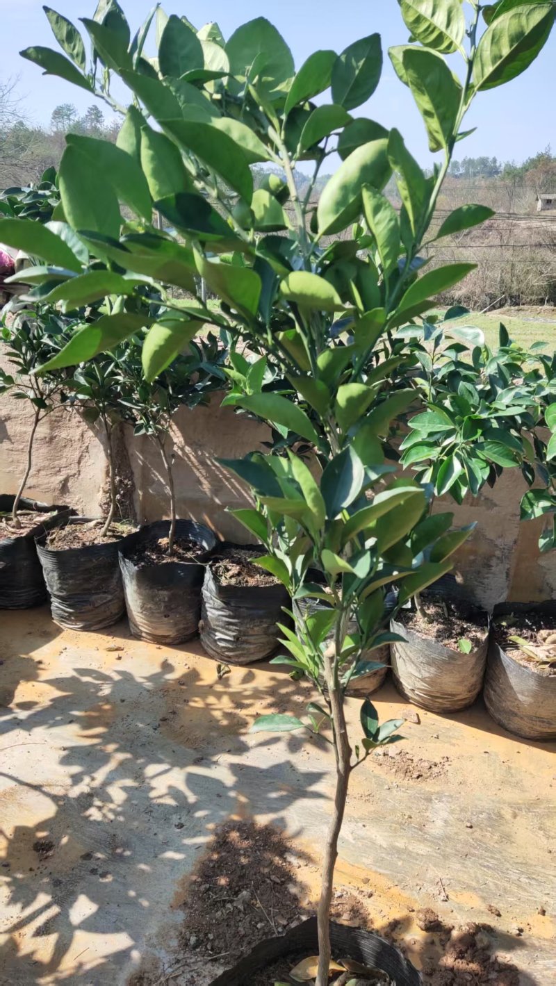 精选正宗赣南脐橙苗橙子苗多年育苗经验成活率高技术指导
