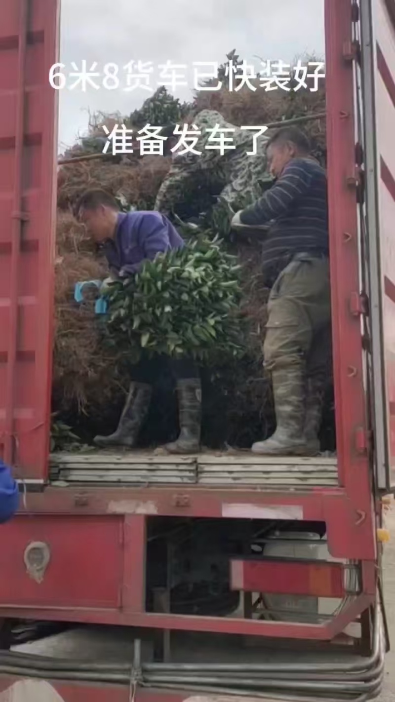 精选正宗赣南脐橙苗橙子苗多年育苗经验成活率高技术指导