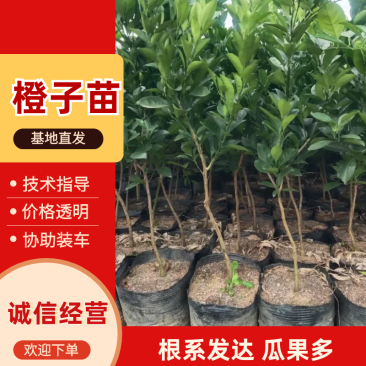 精选正宗赣南脐橙苗橙子苗多年育苗经验成活率高技术指导