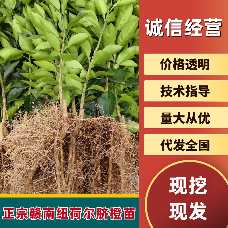 桔柚苗红心柚苗南丰桔子苗产地直发价优规格齐全批发零售均可