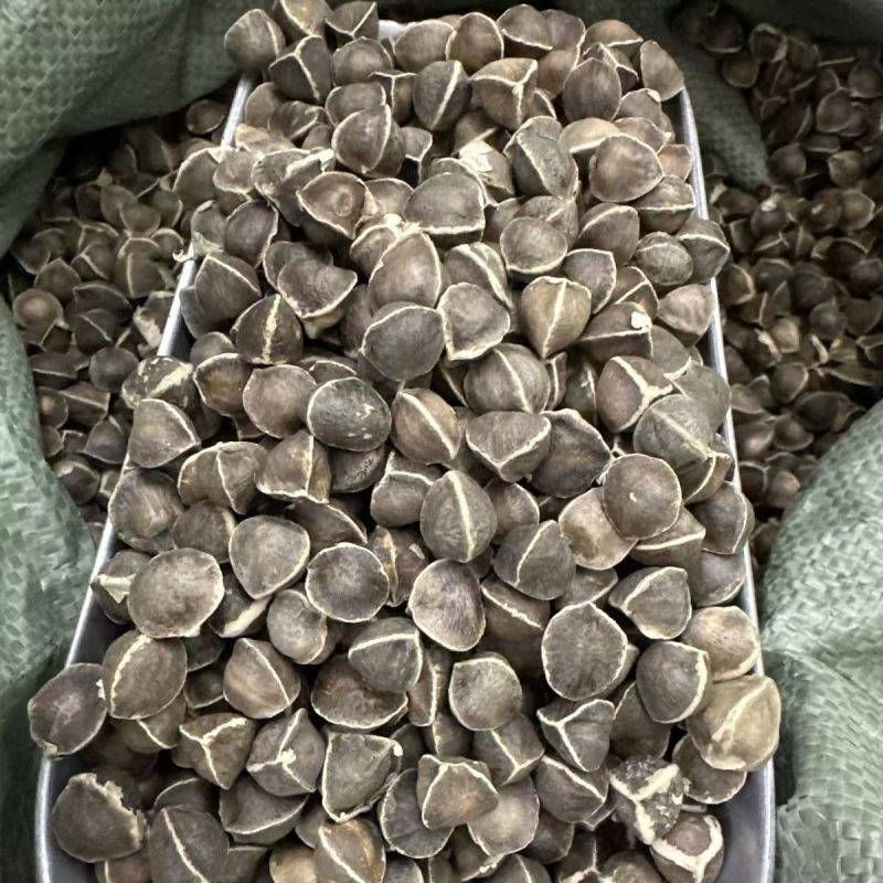 辣木籽印度辣木籽非洲辣木籽辣木籽批发