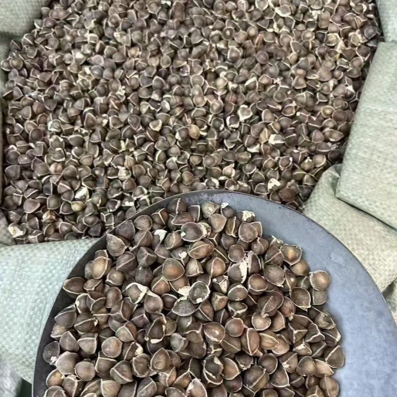 辣木籽印度辣木籽非洲辣木籽辣木籽批发
