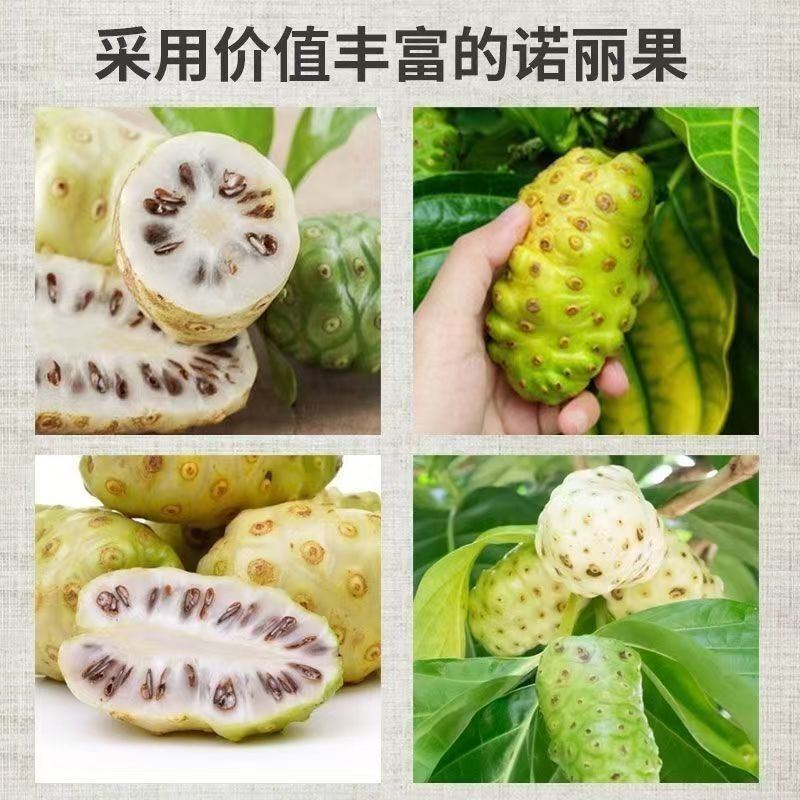 诺力果干片诺力果干片诺力果干片诺力果干片批发