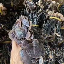 竹灵芝灵芝竹灵芝竹灵芝竹灵芝竹灵芝批发