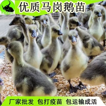 马岗鹅苗大种灰鹅苗厂家直销一手货源没有中间商包打疫苗