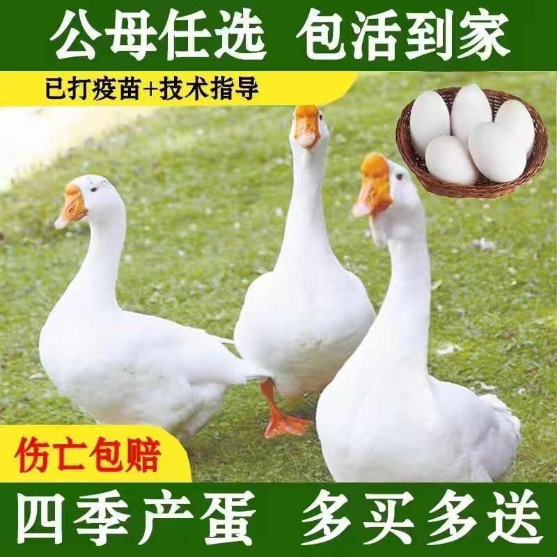 四季鹅苗四季大白鹅苗品种纯正远程技术指导运输死亡包赔