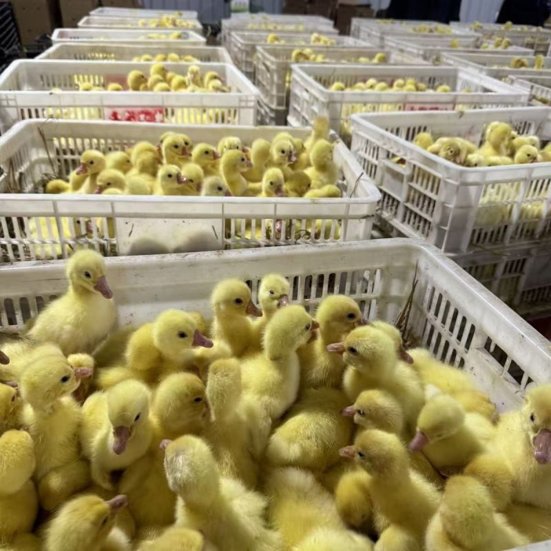 泰州鹅苗大种泰州鹅苗品种正宗抗病能力强散养鹅苗好选择