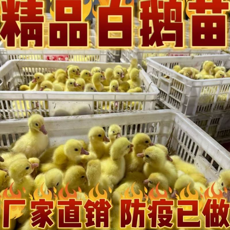 泰州鹅苗大种泰州鹅苗品种正宗抗病能力强散养鹅苗好选择