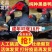 黑番鸭苗大种黑番鸭苗火鸭苗半番鸭苗一手货源包打疫苗包成活