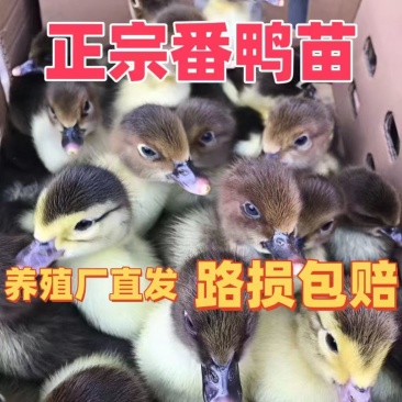 黑番鸭苗大种黑番鸭苗火鸭苗半番鸭苗一手货源包打疫苗包成活