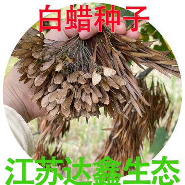 白蜡种子批发林木种子对节白蜡树种子绿化行道金叶白腊树