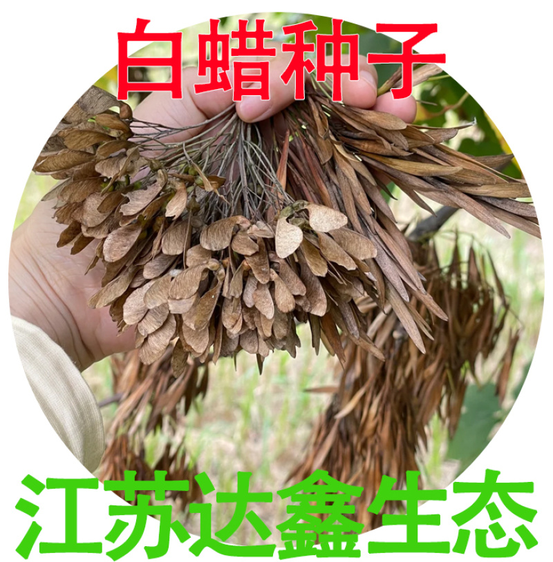 白蜡种子批发林木种子对节白蜡树种子绿化行道金叶白腊树