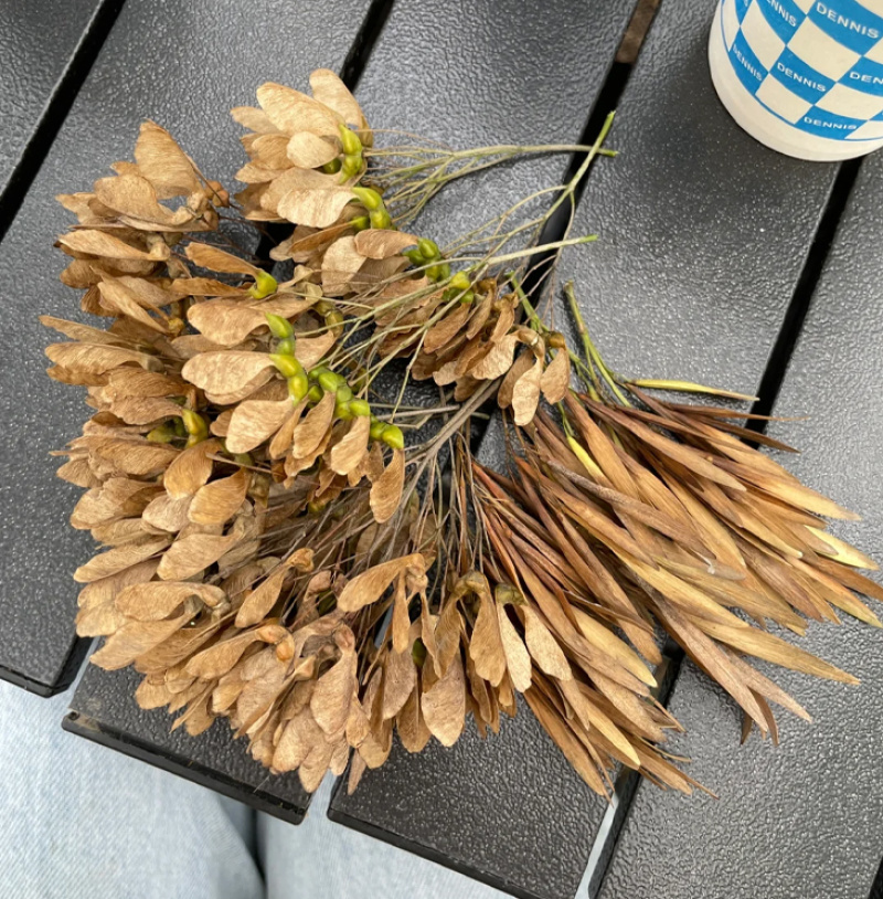 白蜡种子批发林木种子对节白蜡树种子绿化行道金叶白腊树