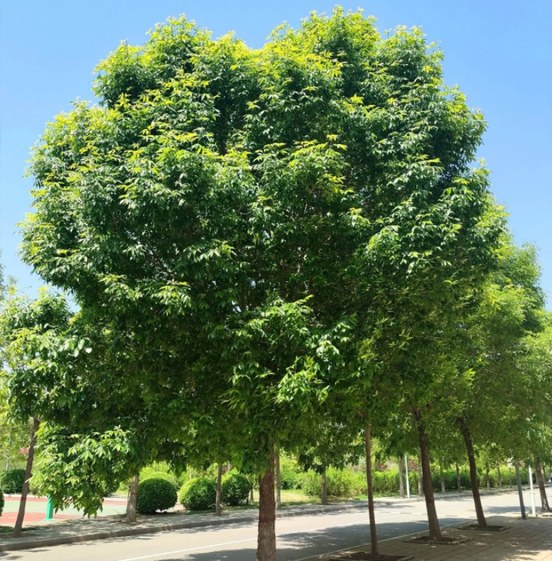 白蜡种子批发林木种子对节白蜡树种子绿化行道金叶白腊树