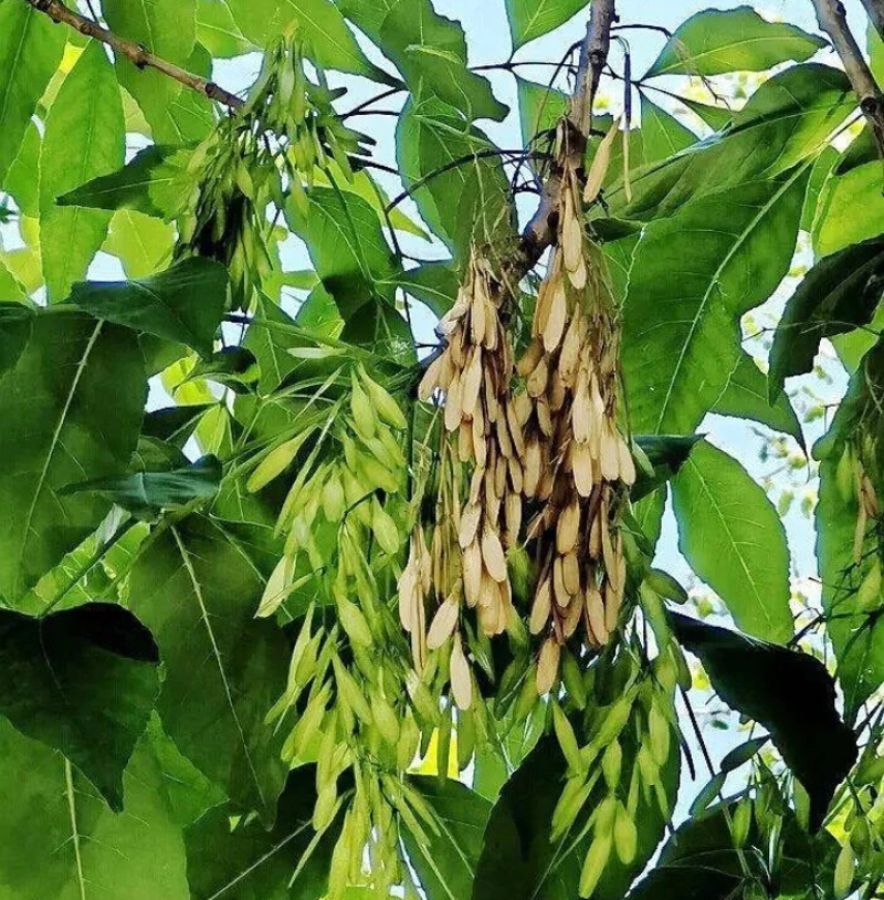 白蜡种子批发林木种子对节白蜡树种子绿化行道金叶白腊树