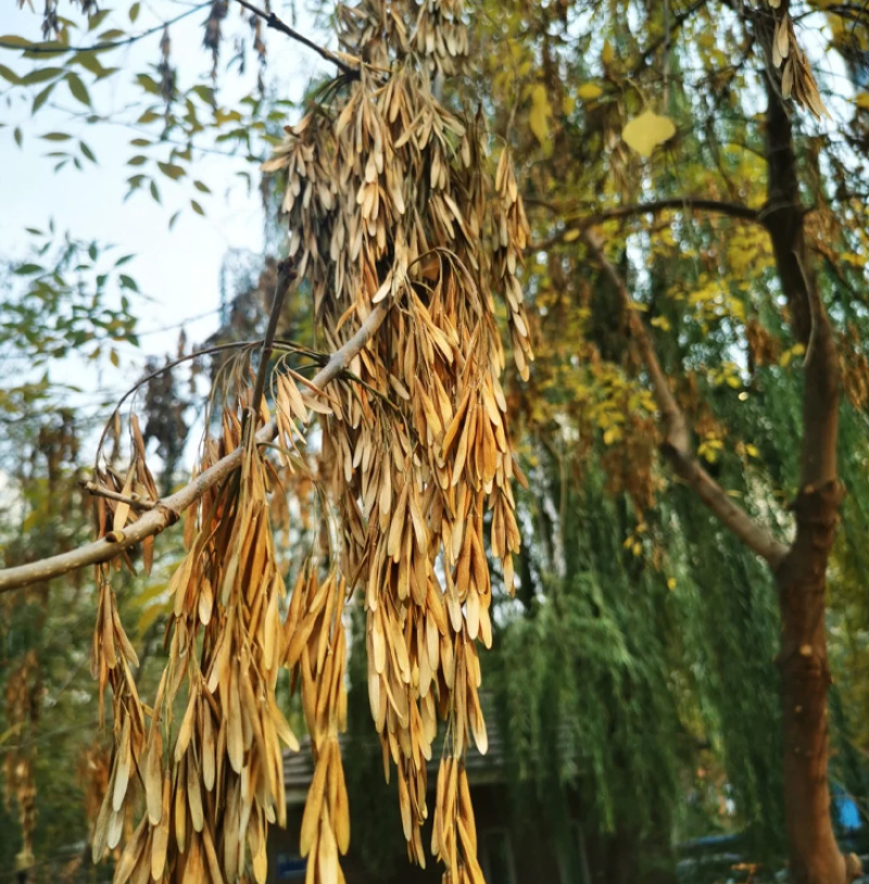 白蜡种子批发林木种子对节白蜡树种子绿化行道金叶白腊树