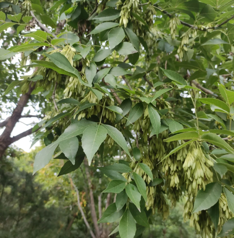 白蜡种子批发林木种子对节白蜡树种子绿化行道金叶白腊树
