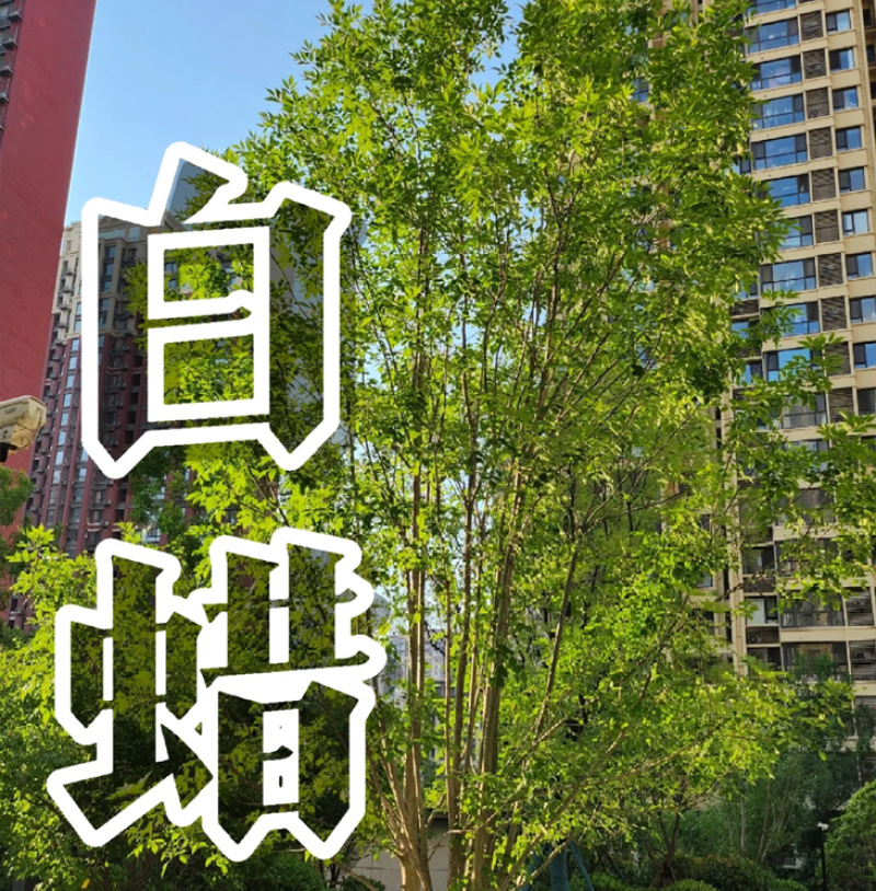 白蜡种子批发林木种子对节白蜡树种子绿化行道金叶白腊树