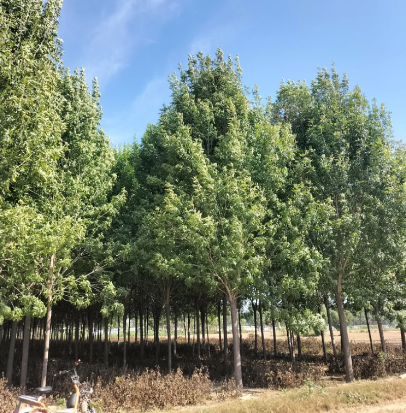 白蜡种子批发林木种子对节白蜡树种子绿化行道金叶白腊树