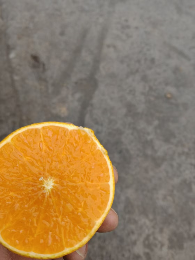 精品阳光一号柑橘，皮薄脆甜化渣，货源充足，全国发货