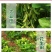 帆邦禾无影10%精喹禾灵农用大豆田花生田除阔叶杂草除草剂