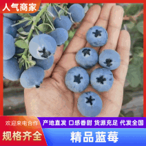 【果农精选】山东精品蓝莓/新鲜蓝莓现摘现发/对接全国