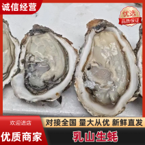 热卖精品生蚝乳山生蚝产地直发品质保障欢迎
