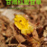 正宗红皮甘草切片无硫自然晒干甘草茶味浓好品质包邮